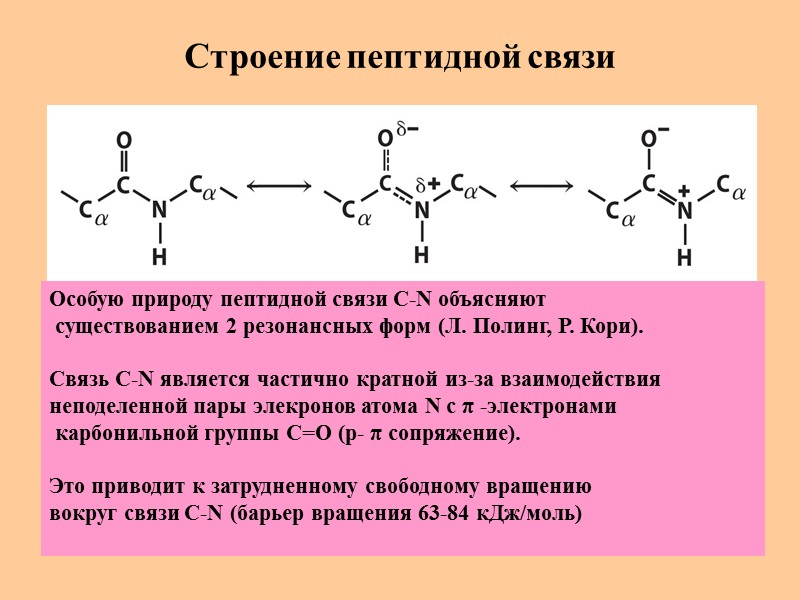 Строение пептидной связи Особую природу пептидной связи C-N объясняют  существованием 2 резонансных форм